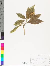 Solanum rugosum image