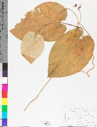 Matelea decipiens image