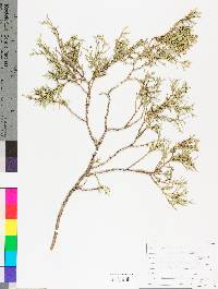 Juniperus virginiana var. virginiana image