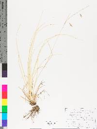 Carex cherokeensis image