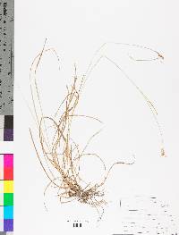 Carex complanata image