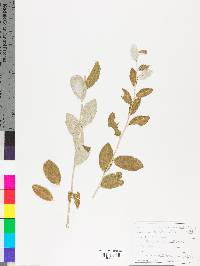 Elaeagnus umbellata image