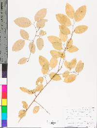 Berchemia scandens image