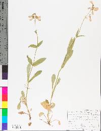 Penstemon laevigatus image