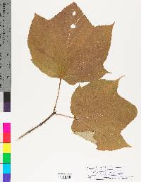 Acer spicatum image