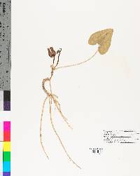 Hexastylis arifolia image