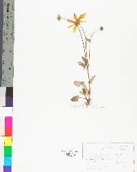 Coreopsis auriculata image