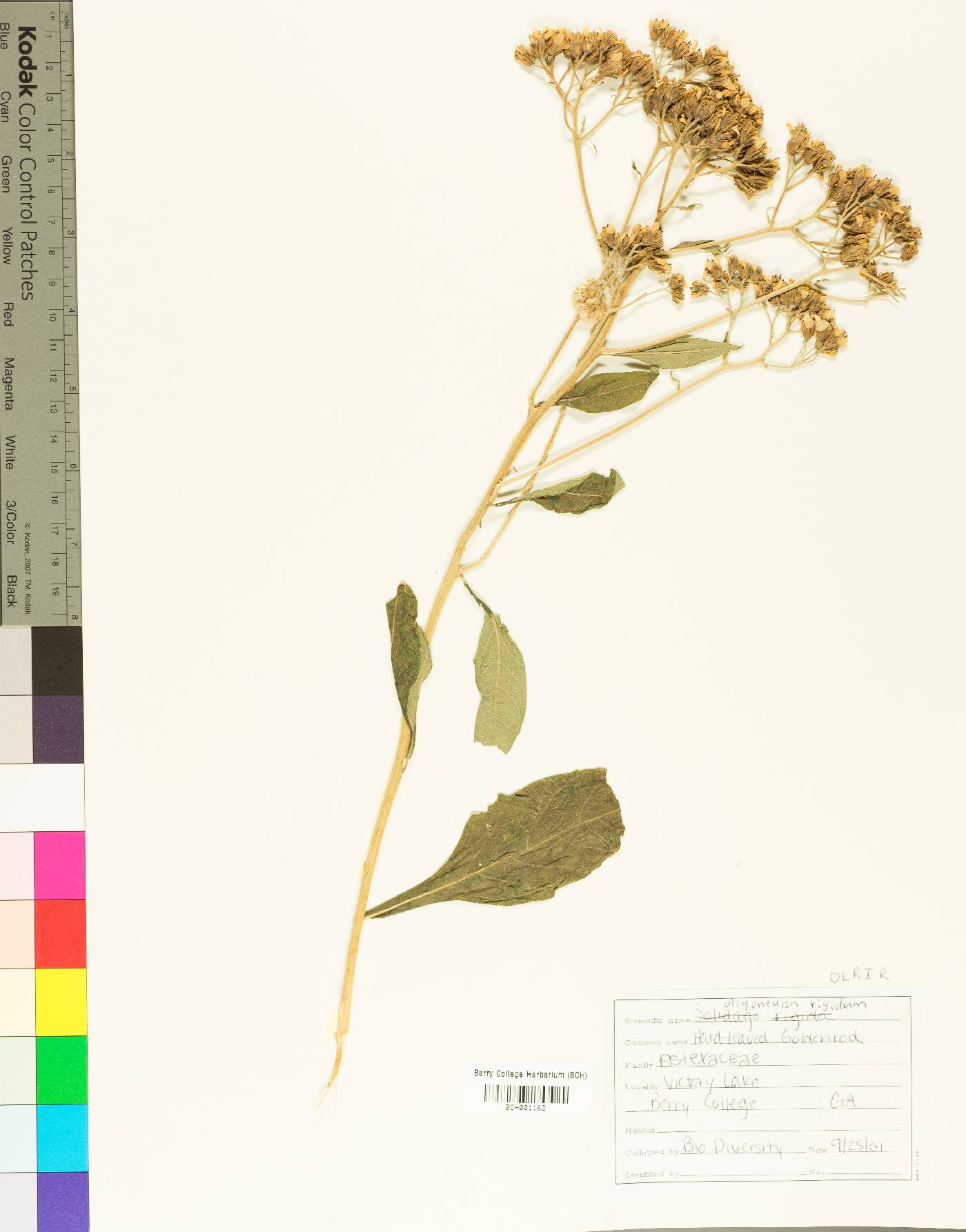 Oligoneuron rigidum var. rigidum image