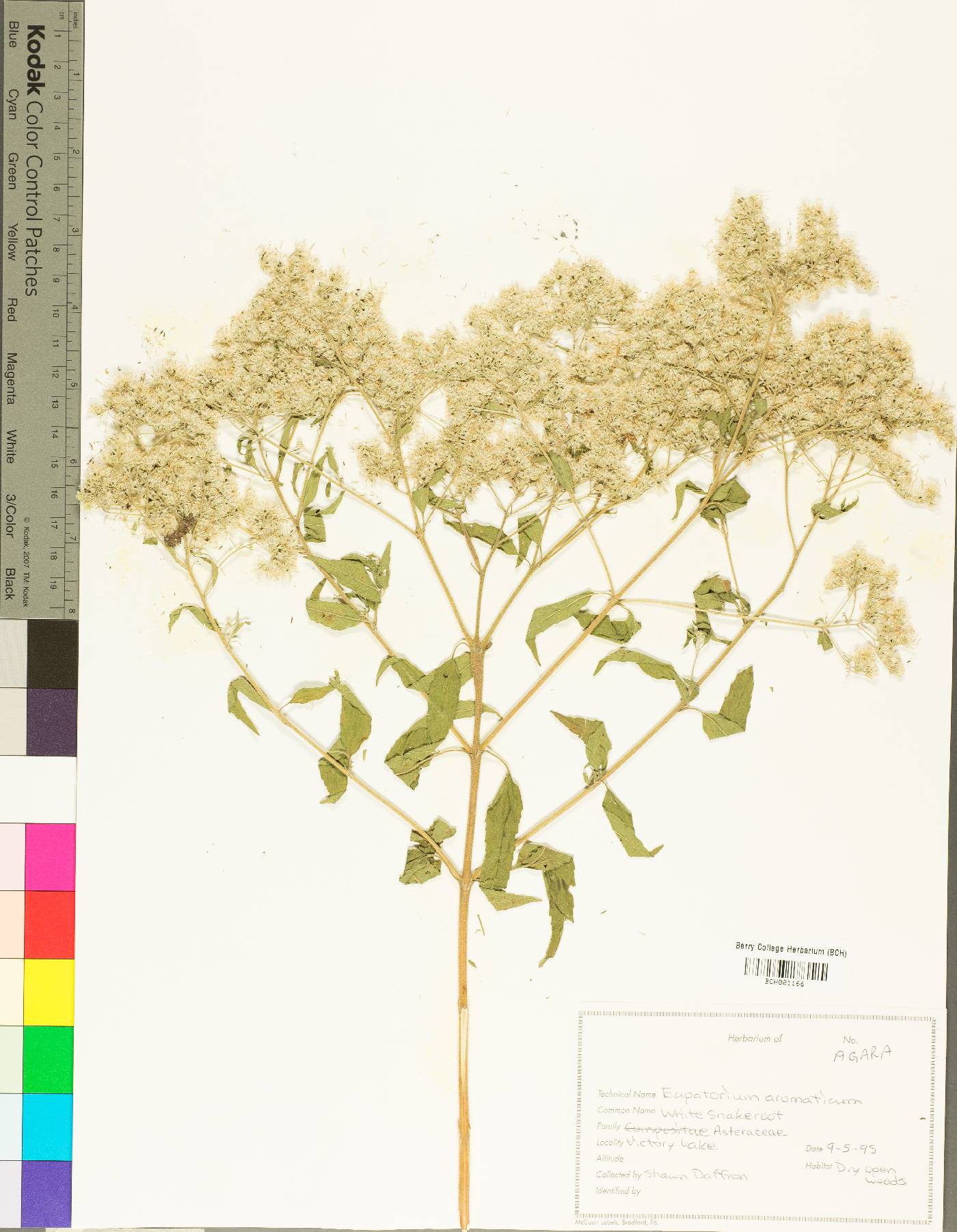 Ageratina aromatica var. aromatica image