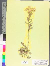 Solidago macrophylla image