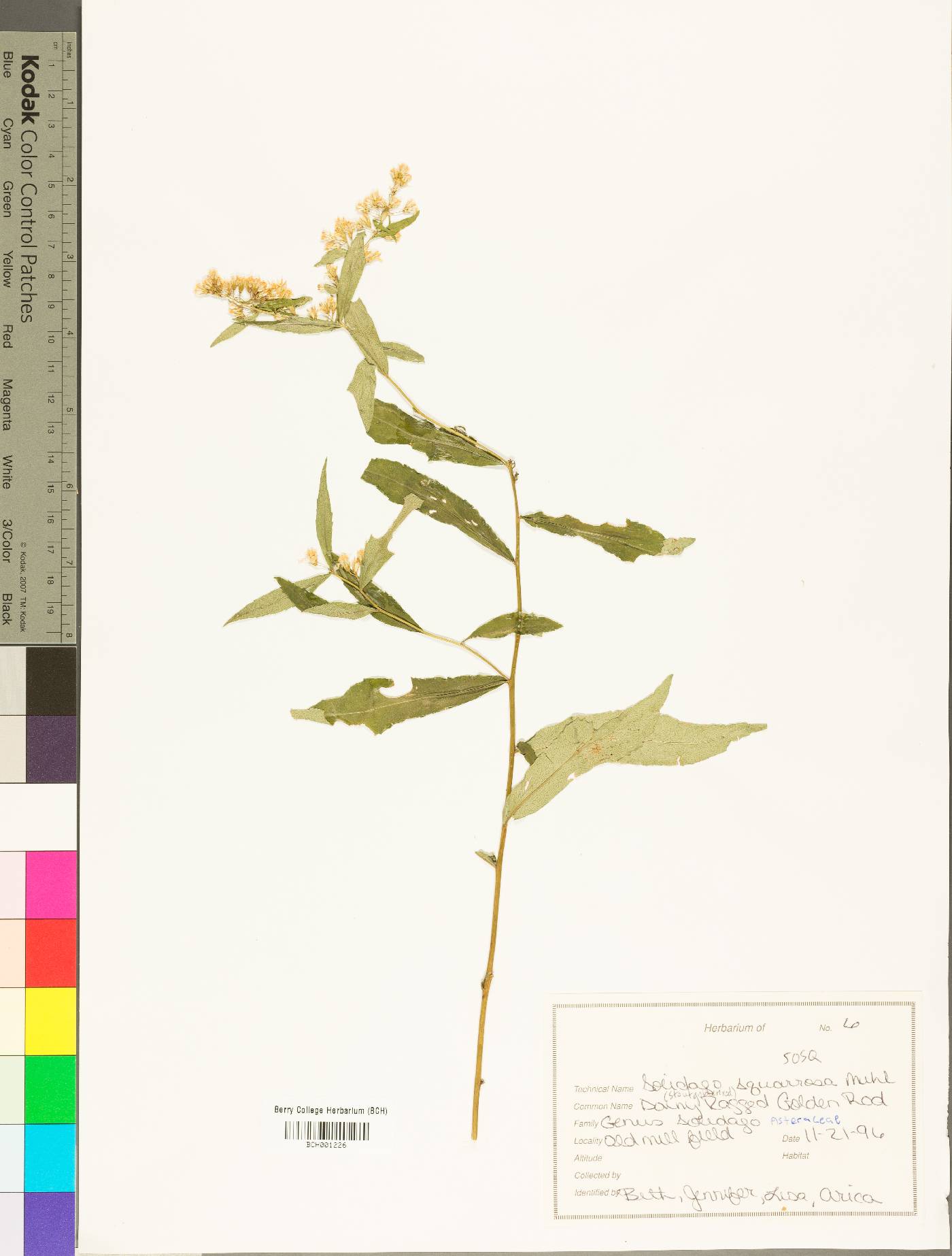 Solidago squarrosa image