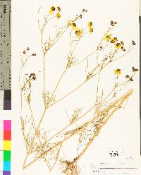 Coreopsis tinctoria image