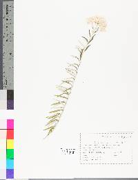 Image of Helenium linifolium