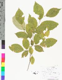 Betula lenta image