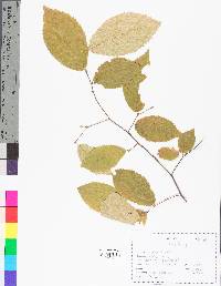 Betula lenta image