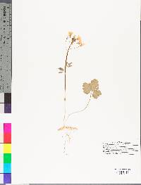 Cardamine angustata image