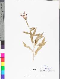 Image of Lomatium californicum