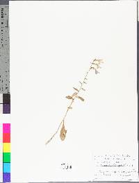 Lobelia glandulosa image