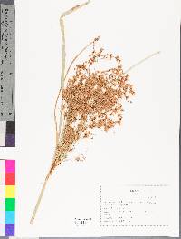 Scirpus atrocinctus image