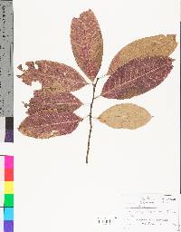 Oxydendrum arboreum image