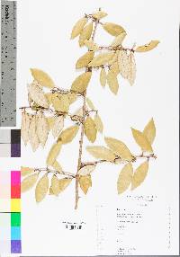 Elaeagnus pungens image