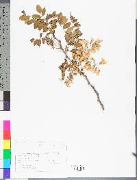 Robinia hispida image