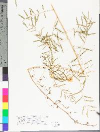 Mimosa microphylla image