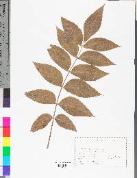 Juglans cinerea image