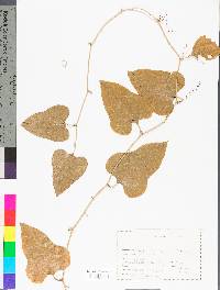 Smilax bona-nox image