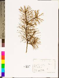 Pinus echinata image