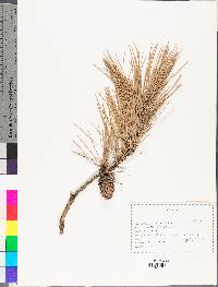 Pinus echinata image