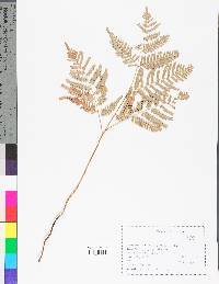 Gymnocarpium dryopteris image