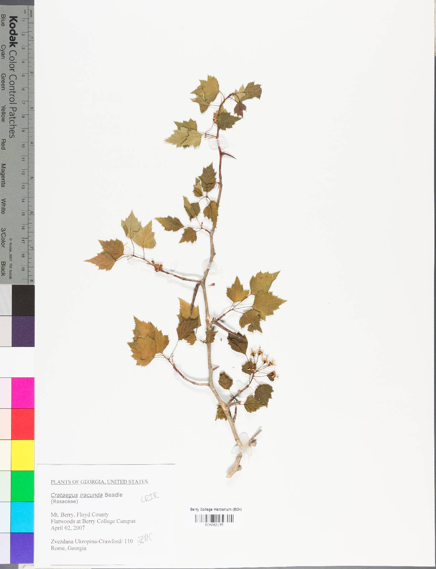 Crataegus iracunda image