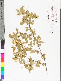 Rubus argutus image