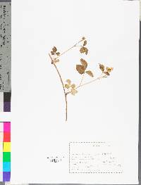 Rubus flagellaris image