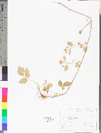 Rubus flagellaris image