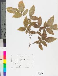 Ulmus alata image