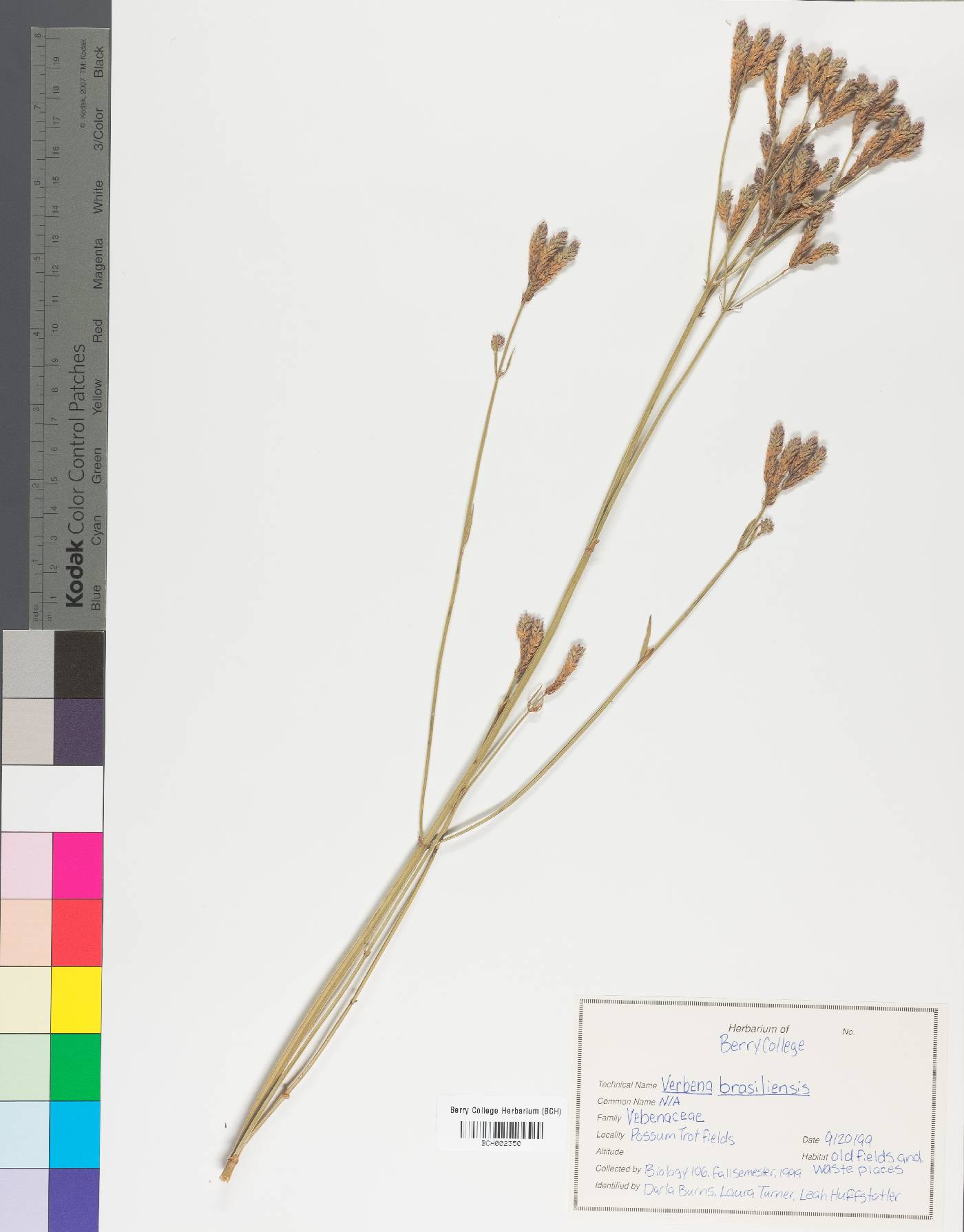 Verbena brasiliensis image