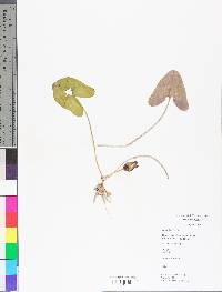 Hexastylis arifolia image