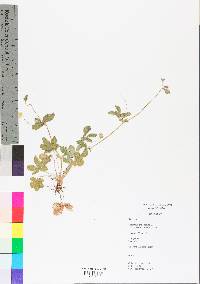 Potentilla canadensis image