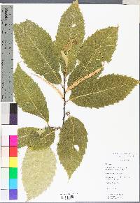 Castanea dentata image