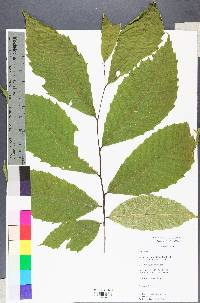 Castanea dentata image