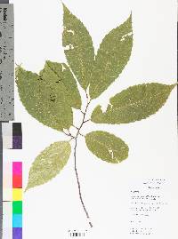 Castanea dentata image