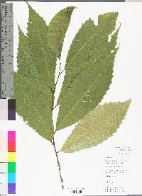 Castanea dentata image