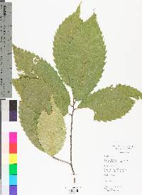 Castanea dentata image