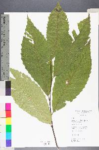 Castanea dentata image