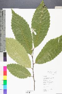 Castanea dentata image