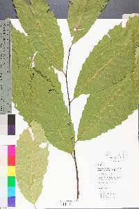 Castanea dentata image