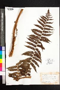 Cyathea suprastrigosa image