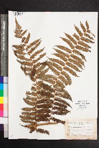 Cyathea suprastrigosa image